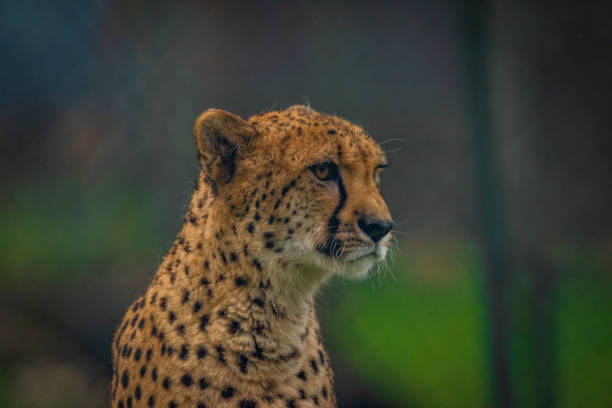 Cheetah animal in color autumn cloudy dark day stock photo