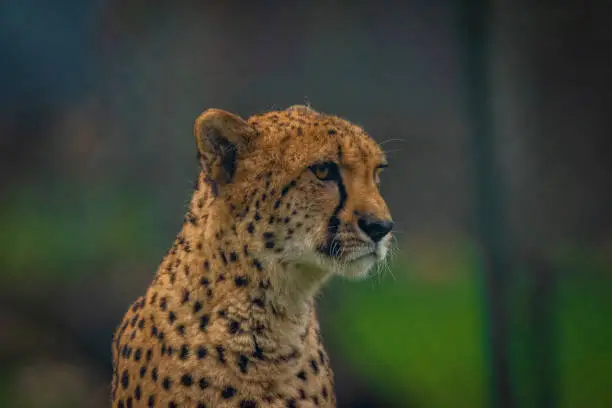 Photo of Cheetah animal in color autumn cloudy dark day