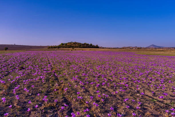 istock Meadow of crocus saffron flowers 1445267118