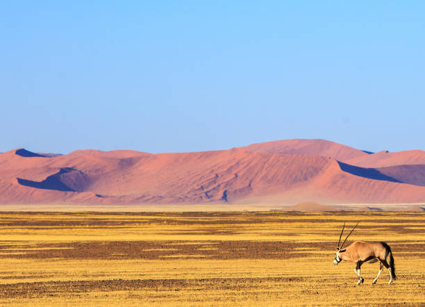 istock Namib desert and Gemsbok Oryx Landscape 1445269397