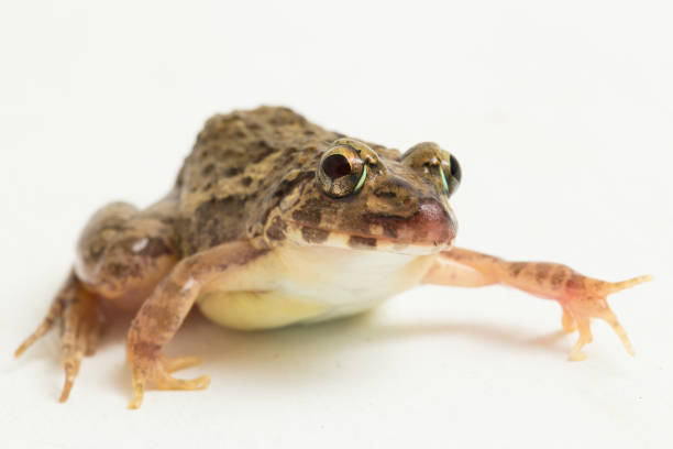 istock Crab eating frog or mangrove frog Fejervarya cancrivora on white background 1445269821