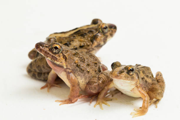 istock Crab eating frog or mangrove frog Fejervarya cancrivora on white background 1445269851