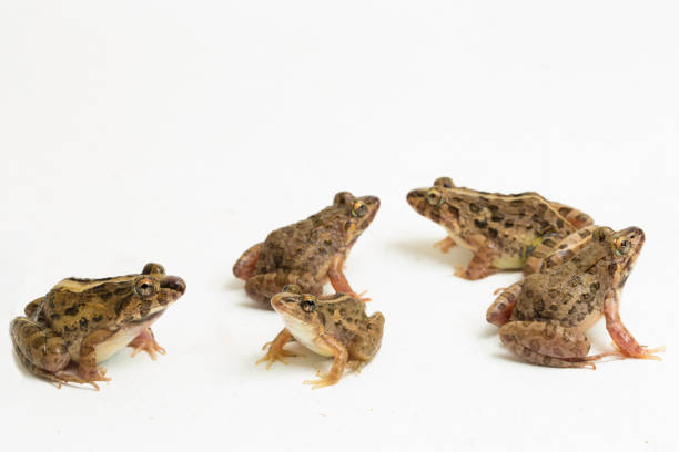 istock Crab eating frog or mangrove frog Fejervarya cancrivora on white background 1445269856