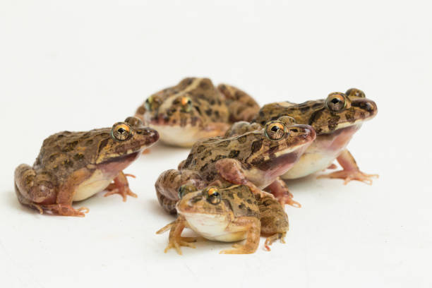 istock Crab eating frog or mangrove frog Fejervarya cancrivora on white background 1445269861