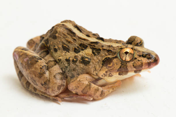 istock Crab eating frog or mangrove frog Fejervarya cancrivora on white background 1445269865