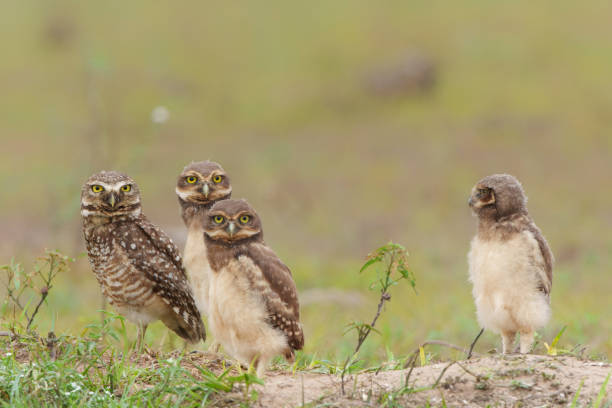istock Burrowing owl with small chicks in the North Pantanal 1445269974