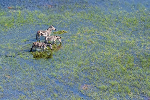 istock Zebras grazing in marshlands 1445270629