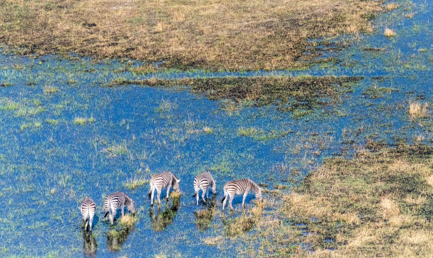 istock Zebras grazing in Marshlands 1445270636
