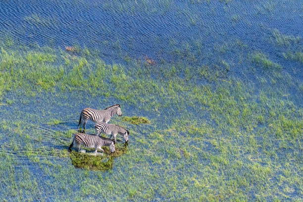 istock Zebras grazing in Marshlands 1445270637