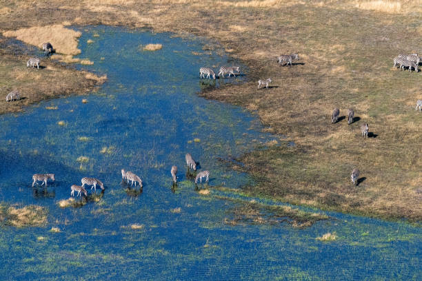 istock Zebras grazing in Marshlands 1445270650