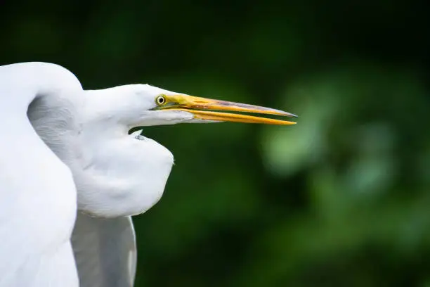 Photo of Great Egret in Flight over marsh