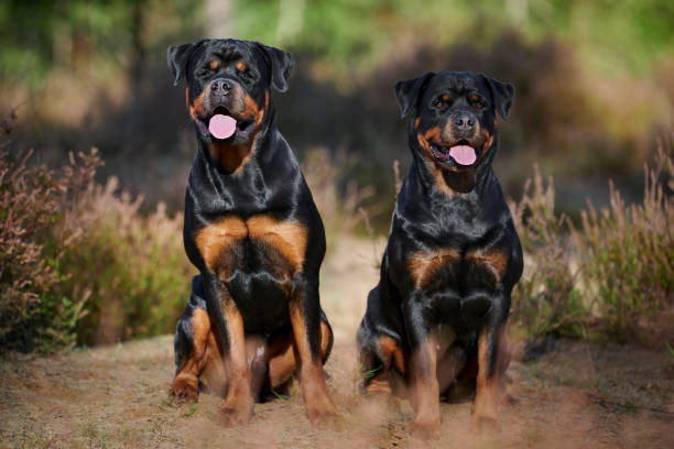 Rottweiler Outdoors Rottweiler Outdoors in forest and woodland rottweiler stock pictures, royalty-free photos & images