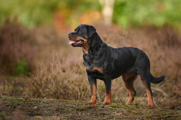 istock Rottweiler Outdoors 1445272284