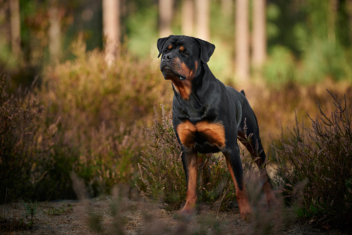 Rottweiler Outdoors in forest and woodland
