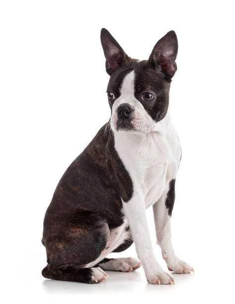 istock Young Boston terrier bi color isolated 1445273603