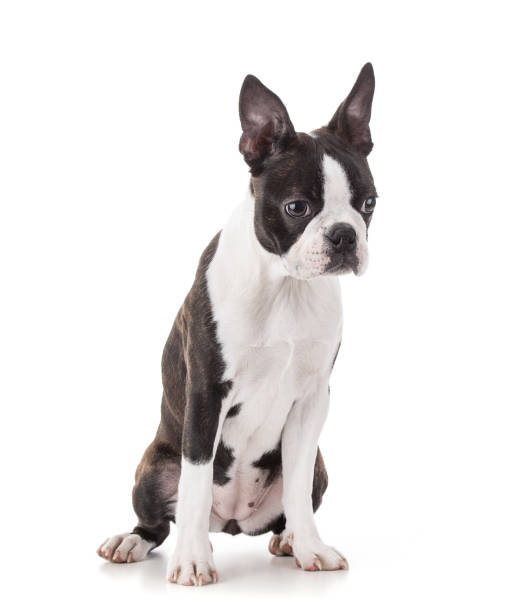 istock Young Boston terrier bi color isolated 1445273624