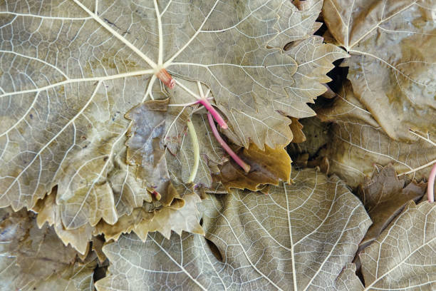 istock vine leaves boiled in hot water 1445273630