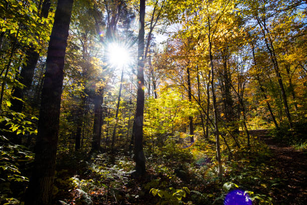 istock Autumn forest in national park 1445273729