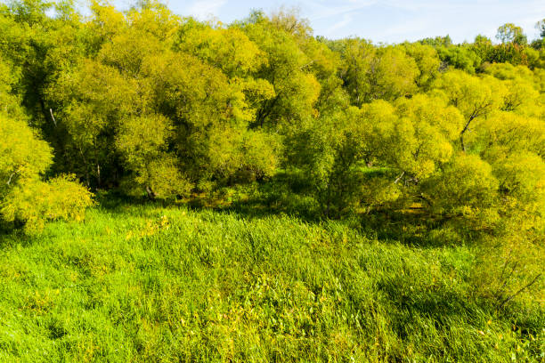 Aerial view of a dried-up marsh near a small woodland in summer along the St. Lawrence River.