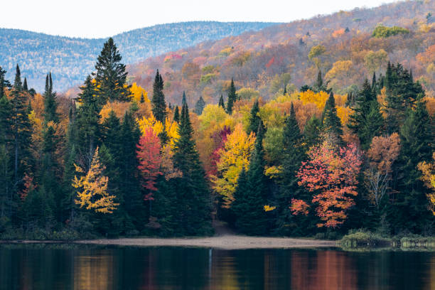 bosque de otoño y el lago - indiana summer lake tree fotografías e imágenes de stock