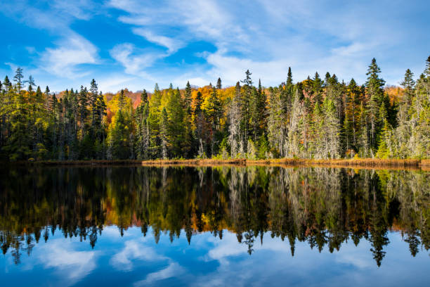 istock autumn forest and lake 1445274679