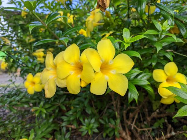 istock Alamanda flower (Allamanda cathartica) in the morning 1445274874