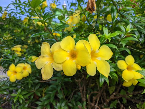 istock Alamanda flower (Allamanda cathartica) in the morning 1445274879