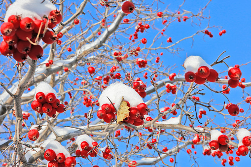 Branch with red hawthorn berries covered with fresh snow on a blue sky background.