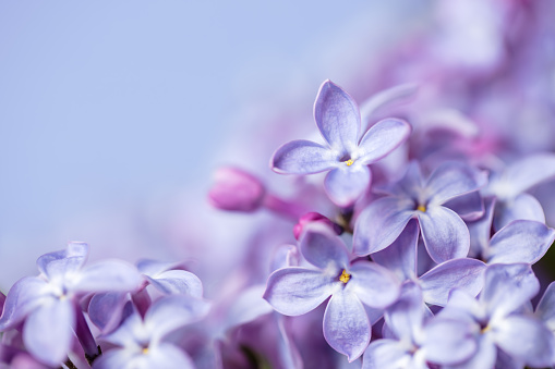 Lilac spring flowers bunch. Beautiful blooming violet lilac flower in a garden, closeup. Spring blossom - Image
