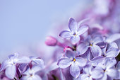 Lilac blossom close-up