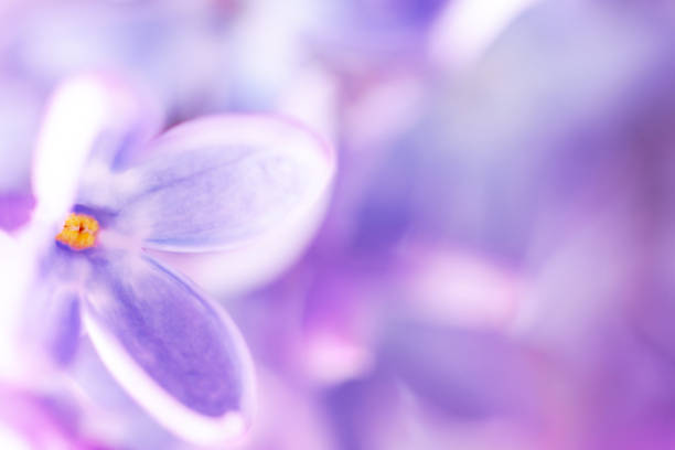 istock Lilac blossom macro background with copy space 1445275647