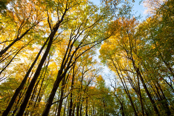 istock Autumn forest in national park 1445275724