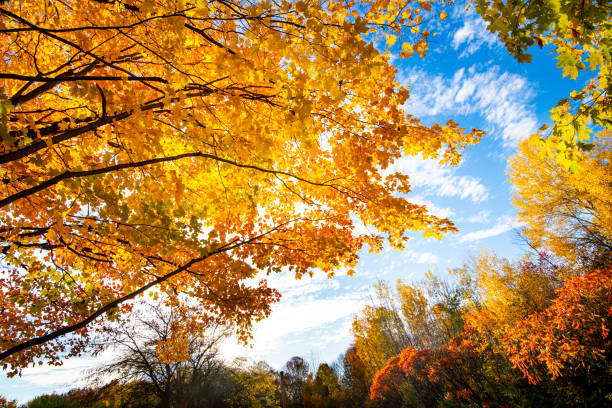 Beautiful forest with colorful autumn leaves in national park
