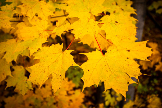 Beautiful and colorfull leaves in autumn forest in national park