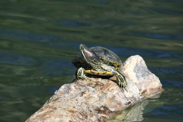 istock Red-eared Slider (trachemys scripta elegans) sunning on a log 1445276019