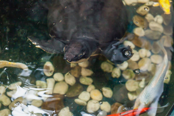 la tortue à nez de cochon nage dans le lac. tortue de rivière volante ou carettochelys insculpta nageant en eau douce, mise au point sélective douce - turtle photos et images de collection