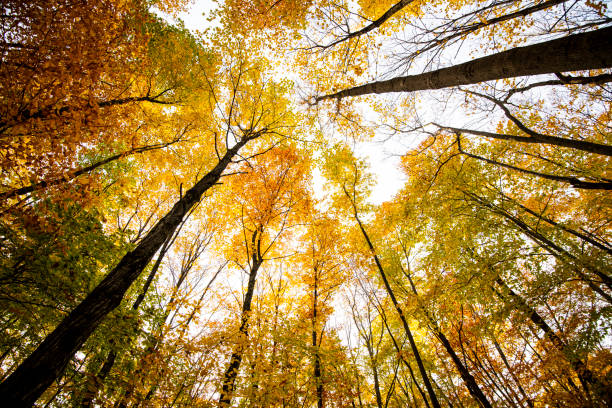 istock Forest with colorful autumn leaves 1445276911