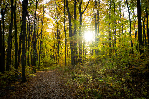 Beautiful forest with colorful autumn leaves in national park