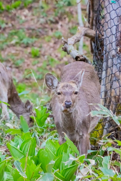 istock hokkaido sika deer in forest 1445278138