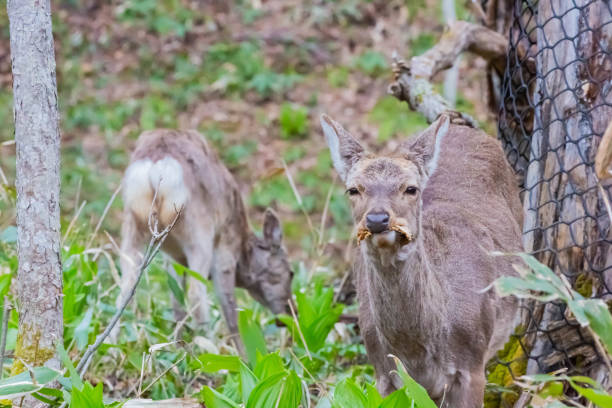 istock hokkaido sika deer in forest 1445278141