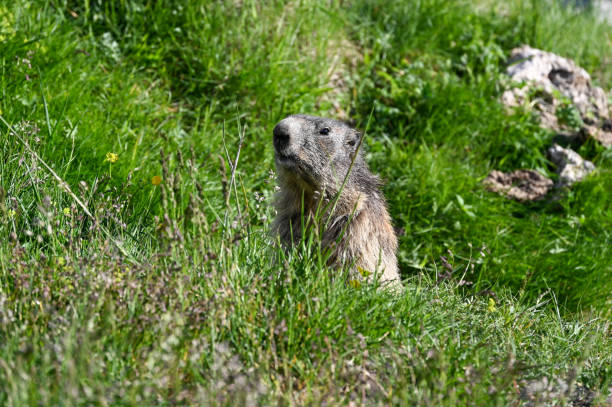 istock Curious marmot peaks behind grass on a sunny day 1445278391