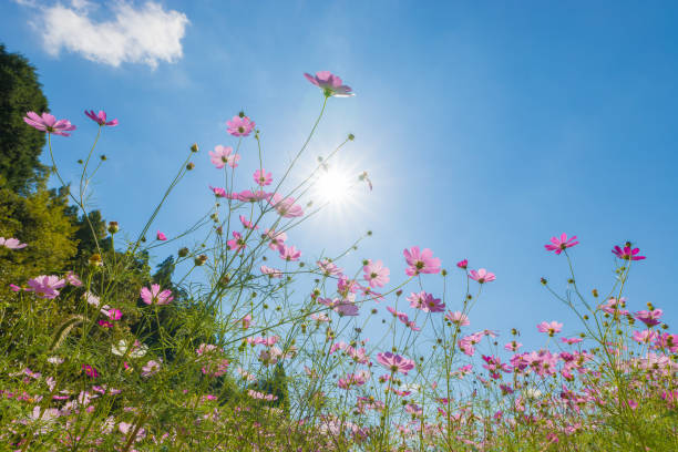 istock Blue sky and cosmos field 1445279288
