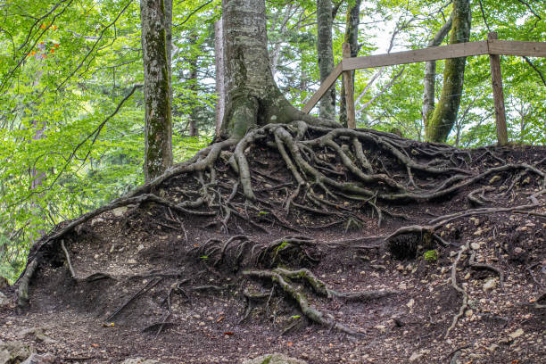 istock Curious roots of a tree in the forest 1445280269