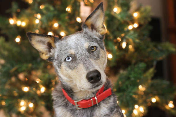 Dog Wearing Red Collar in Front of Christmas Tree Lights Headshot stock photo