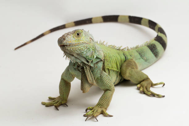 istock Big Green Iguana lizard on a white background 1445281455
