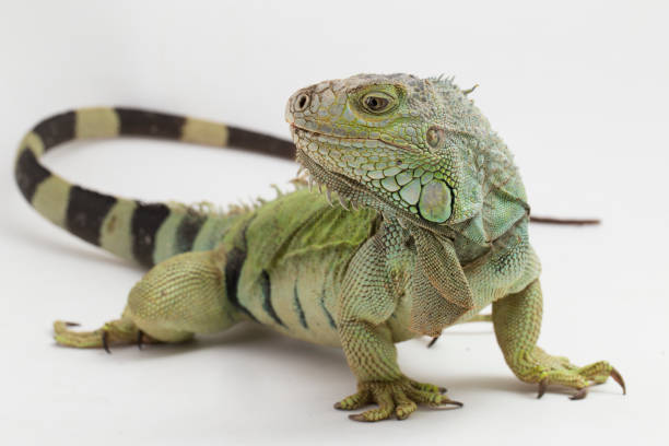 istock Big Green Iguana lizard on a white background 1445281456