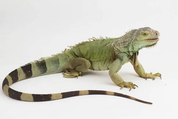 Photo of Big Green Iguana lizard on a white background