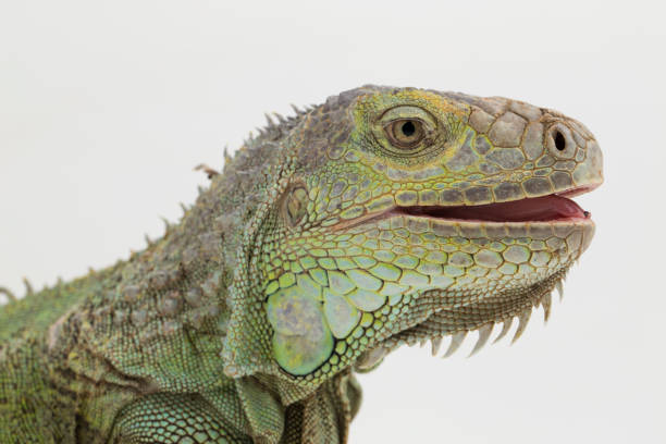 istock Big Green Iguana lizard on a white background 1445281479