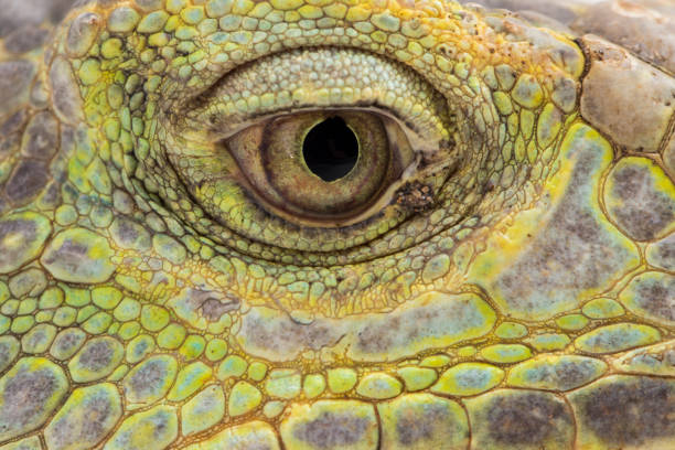 istock Big Green Iguana lizard on a white background 1445281481