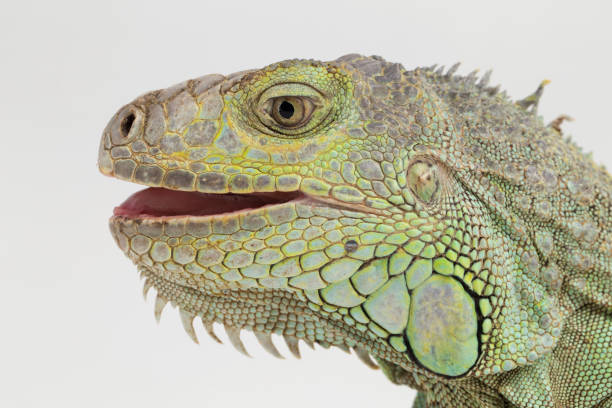 istock Big Green Iguana lizard on a white background 1445281484